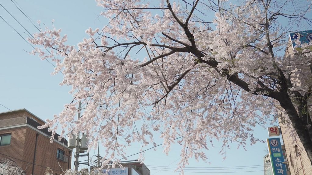당신의 사월 스틸컷1. 동네 길가에 만개한 벚나무의 모습. 파란 하늘에 대비되어 연한 벚꽃의 색이 도드라진다. 주변으로 빌라 건물과 소아과, 약국, 명상센터 간판이 있다.