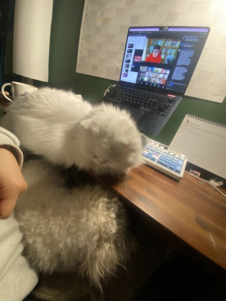 사진. 고운의 책상 위, 줌 라운드테이블 화면이 떠 있는 노트북. 그 앞에 고양이가 엎드려 있고, 고운의 무릎엔 강아지가 누워 있다.