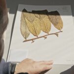 스틸컷1. 햇볕이 들어오는 책상 위에 크고 흰 종이가 놓여 있다. 종이 위에는 가지에 붙은 넓은 나뭇잎 네 장이 납작하게 눌려 붙어 있다. 펜을 든 사람이 흰 종이 구석에 무언가 적고 있다.